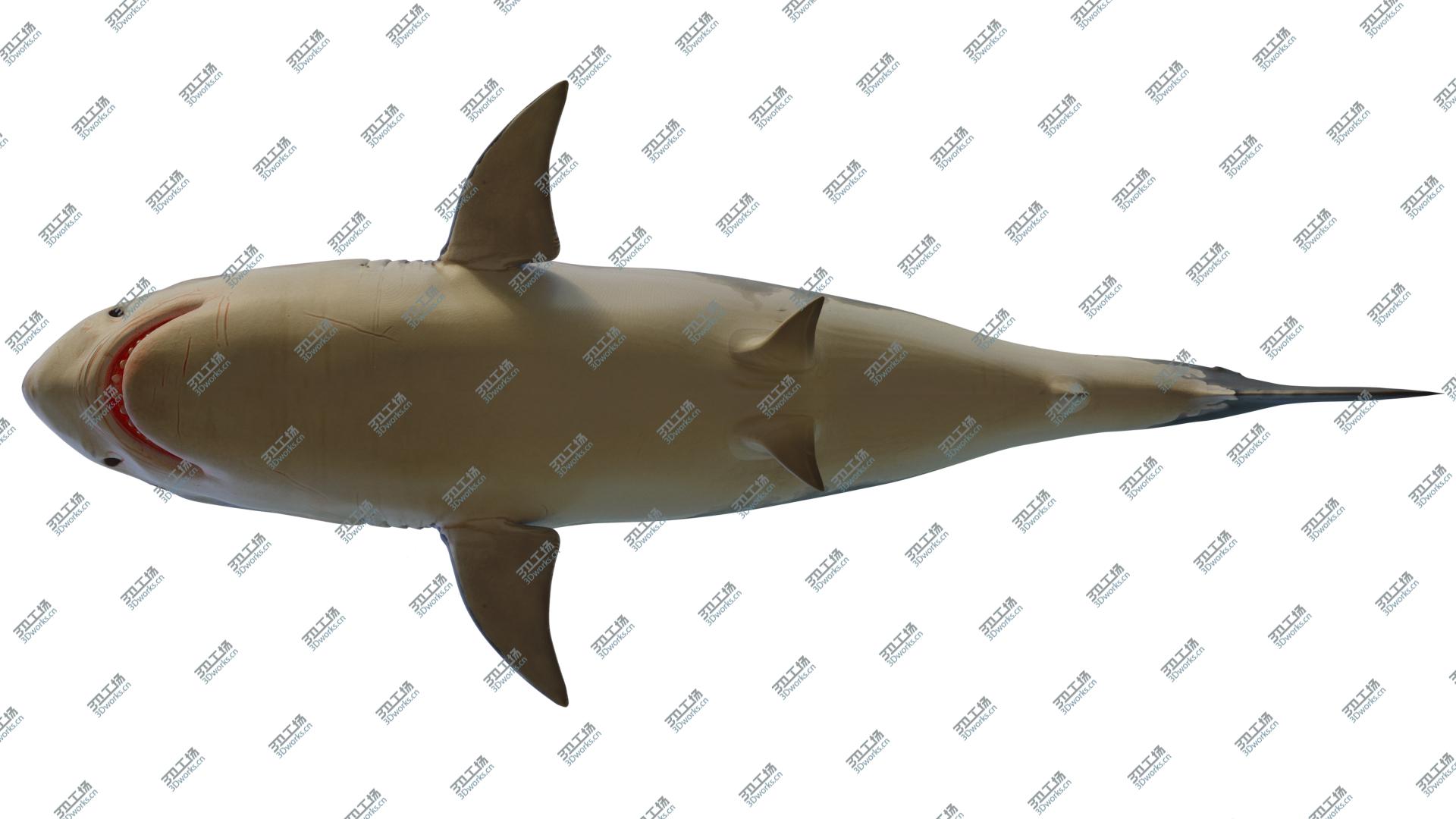 images/goods_img/20210313/3D The Great White Shark model/4.jpg